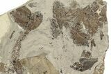 Unprepped Fossil Fish Mortality Plate - Wyoming #257210-1